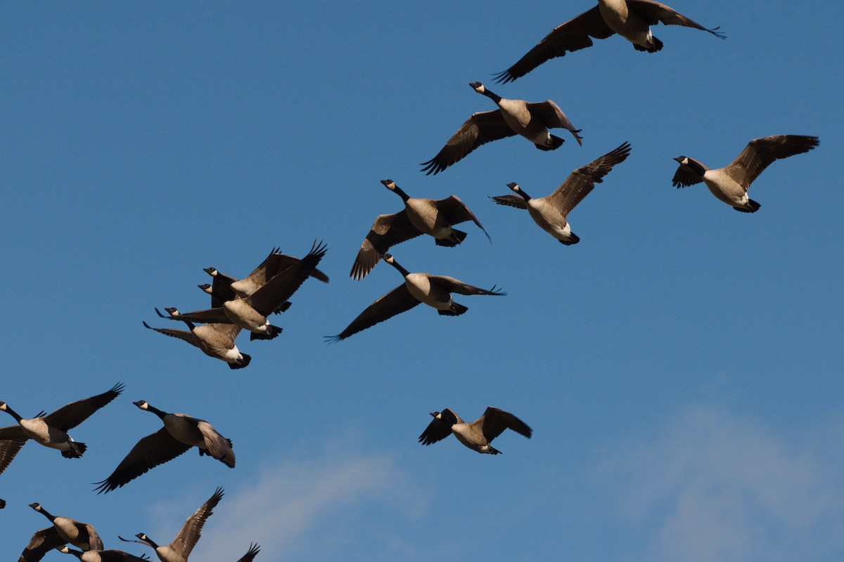 Canada Goose - ML645636048