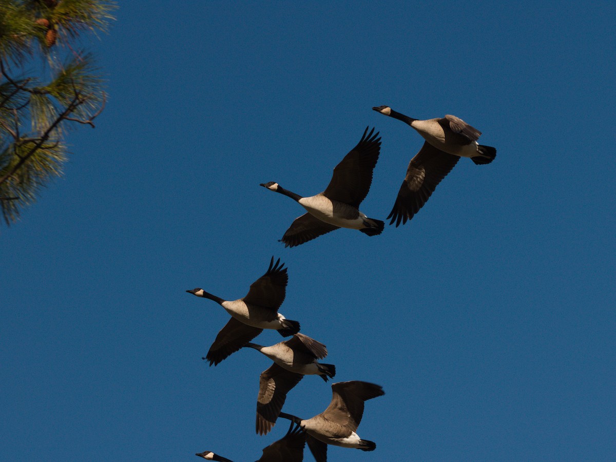 カナダガン - ML645636049