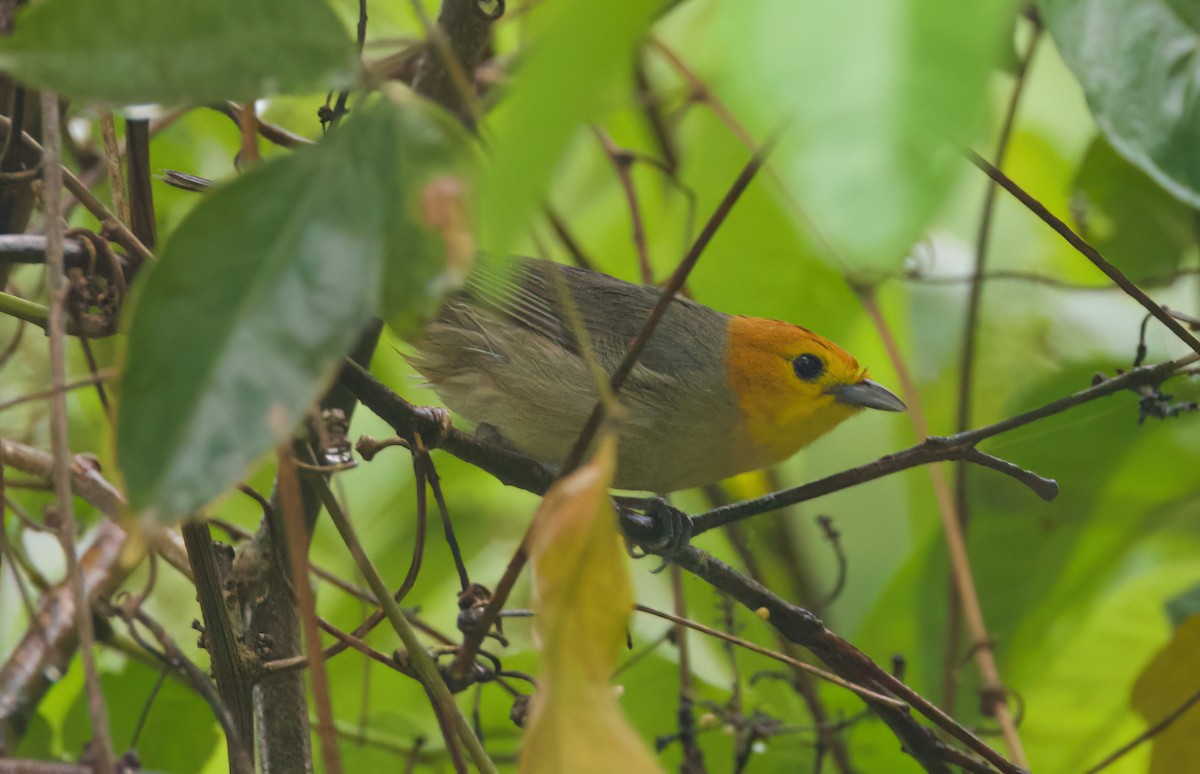 Orangekopftangare - ML645636051