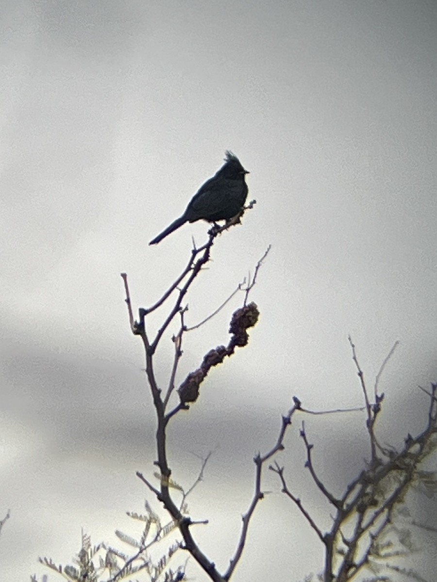 Trauerseidenschnäpper - ML645636052