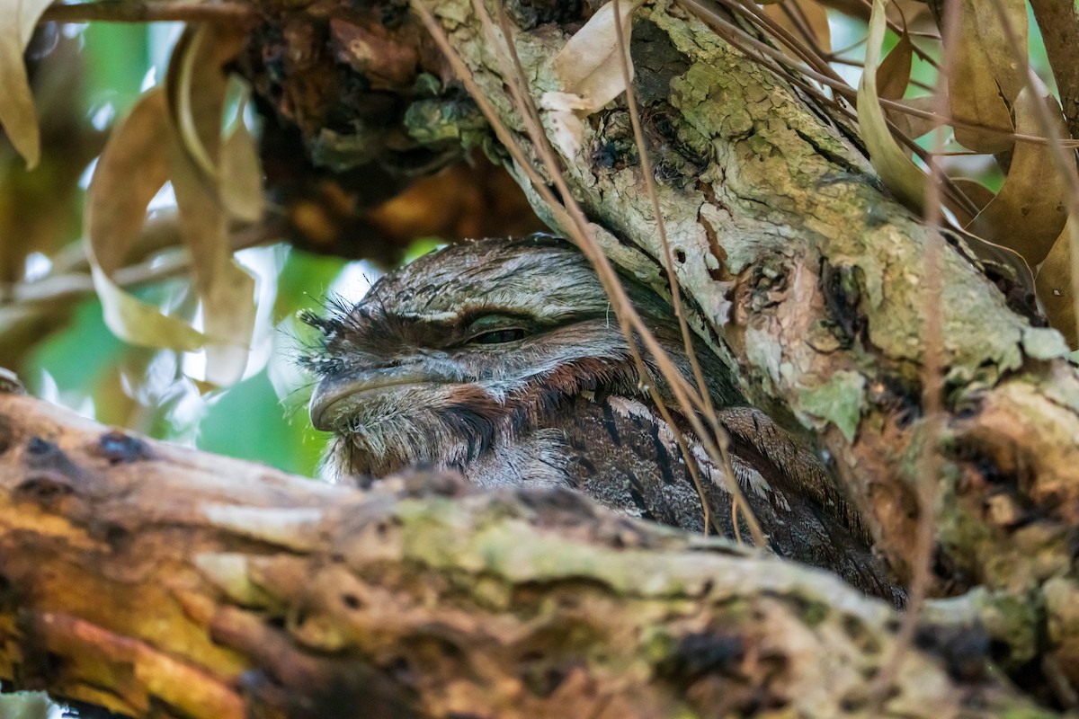 Eulenschwalm - ML645636053