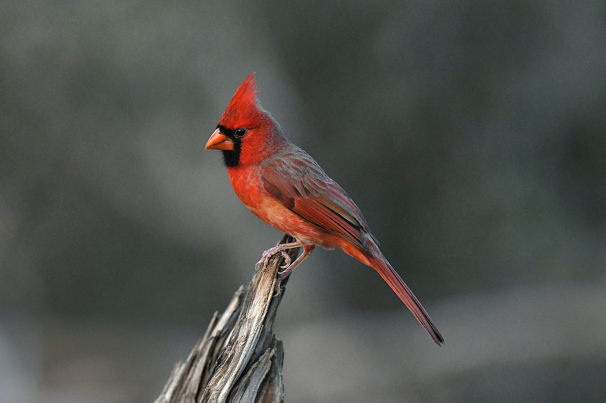 ショウジョウコウカンチョウ - ML645636055