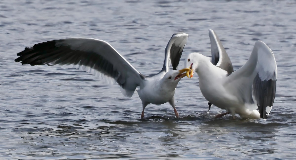 Westmöwe - ML645636057