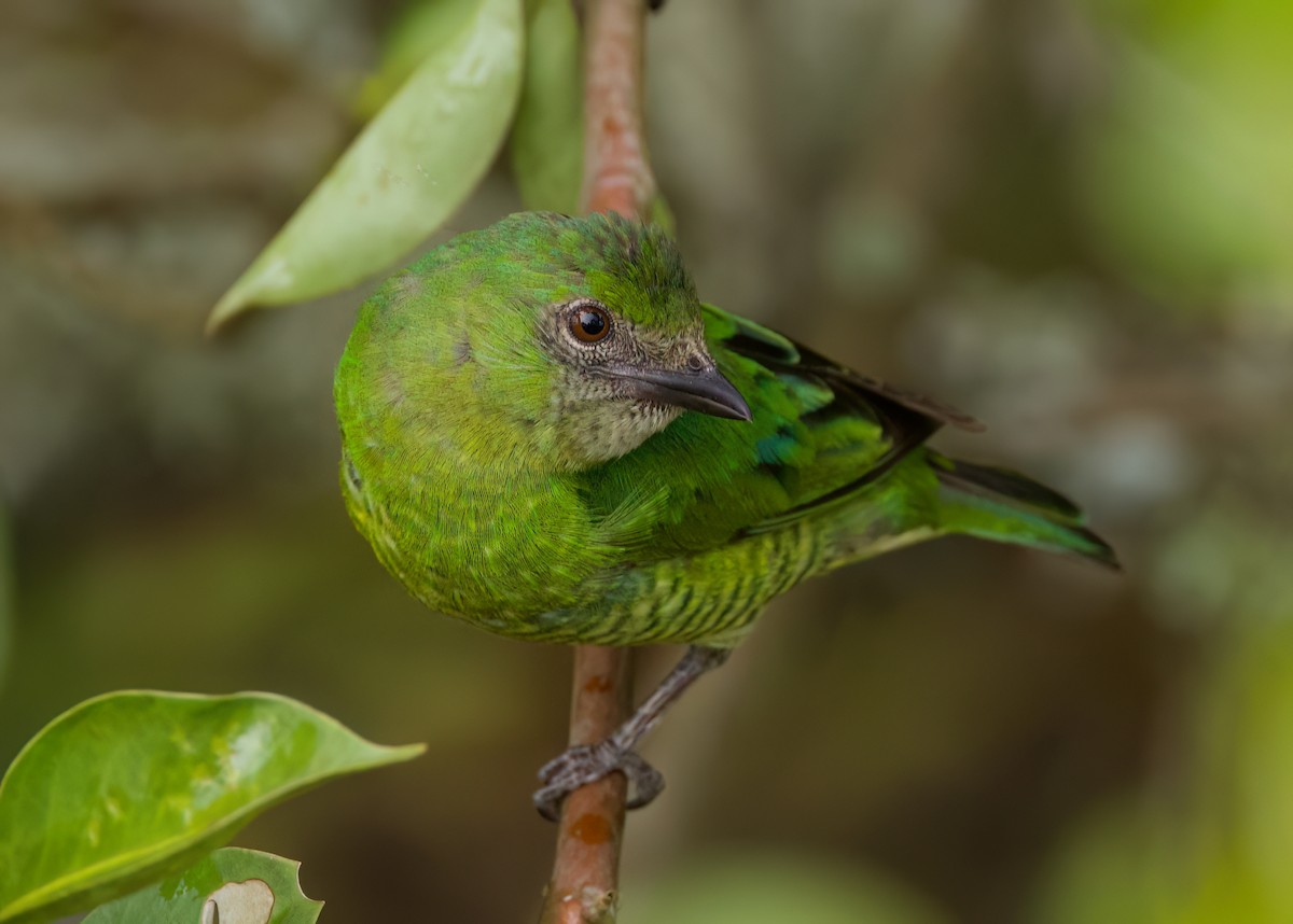 ツバメフウキンチョウ - ML645636061