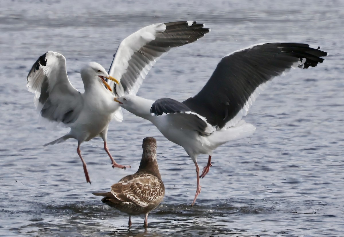 アメリカオオセグロカモメ - ML645636062