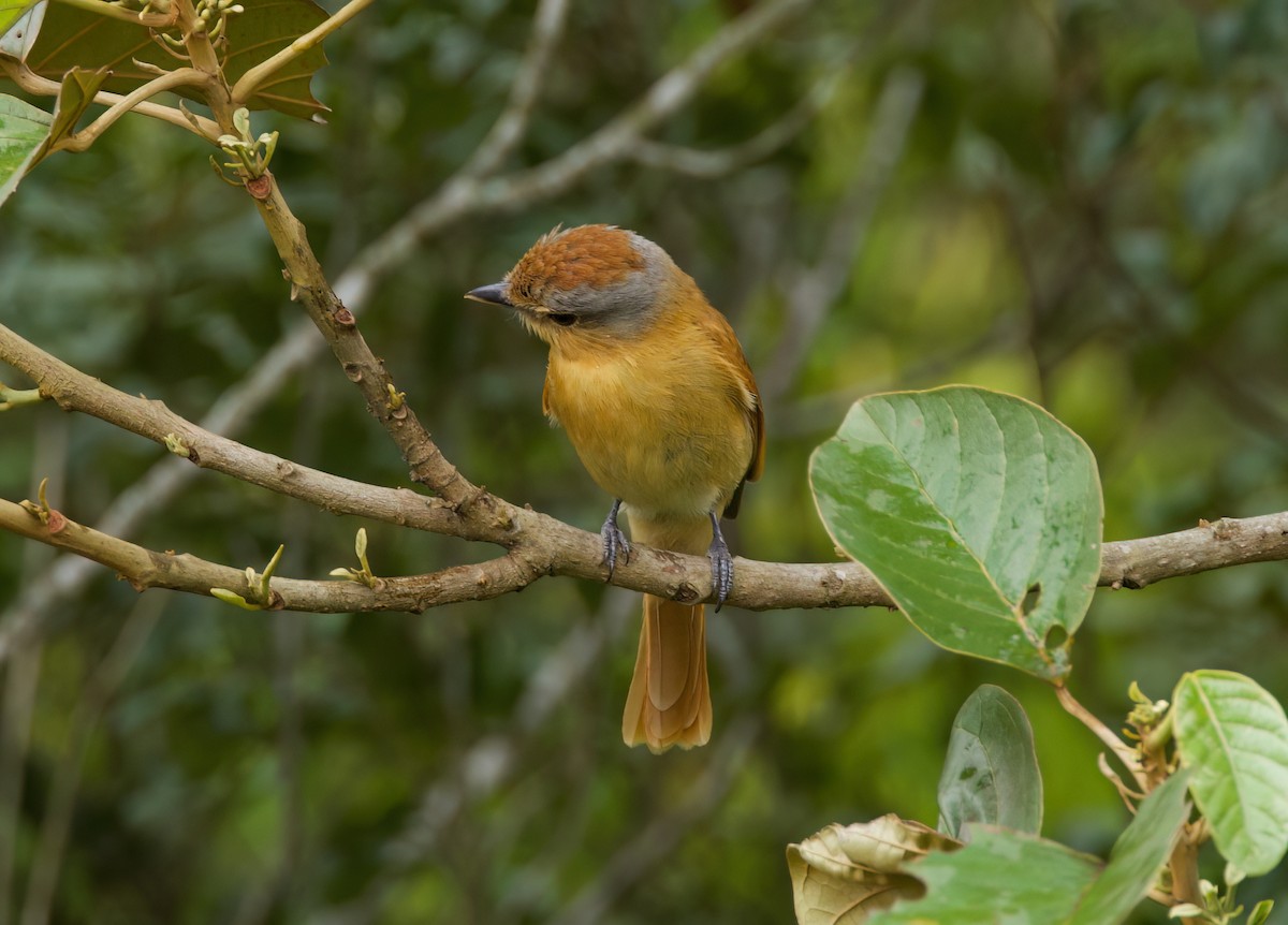 ハチマキカザリドリモドキ - ML645636063