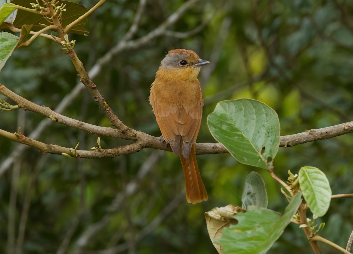 ハチマキカザリドリモドキ - ML645636064