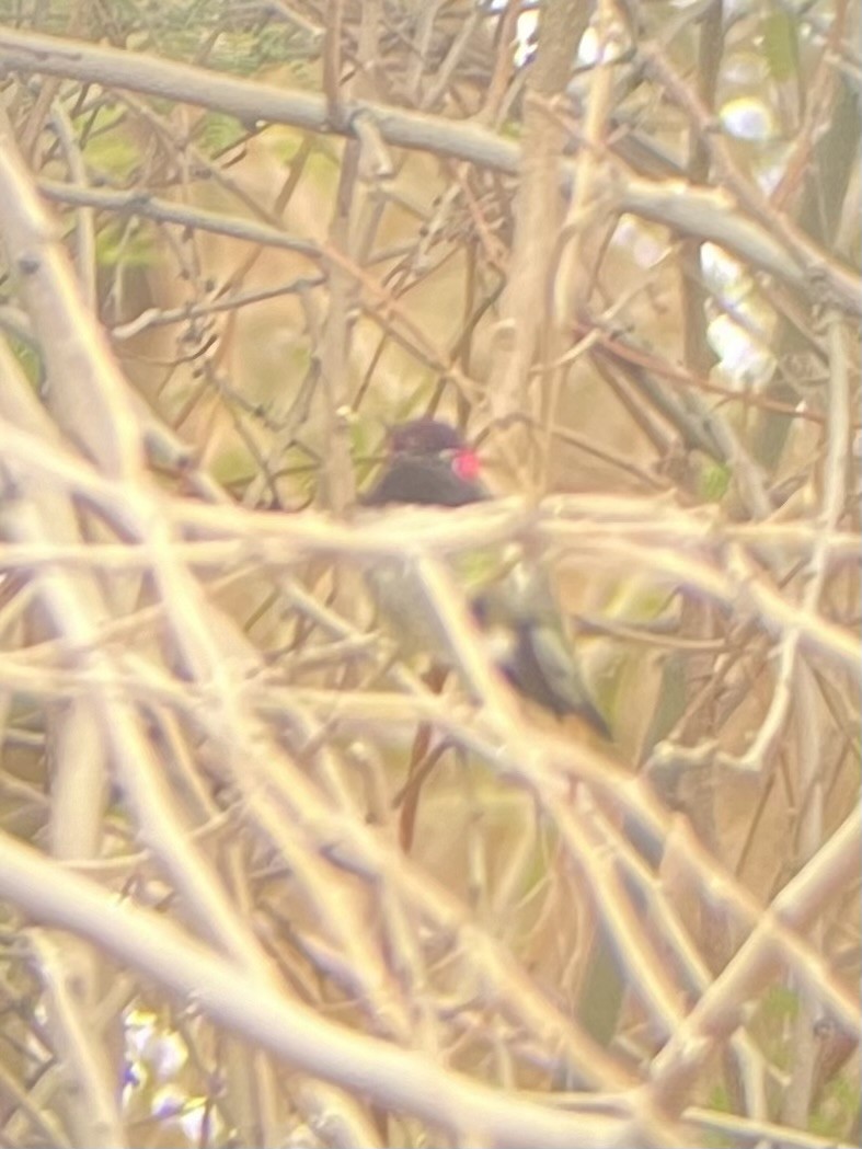 アンナハチドリ - ML645636066