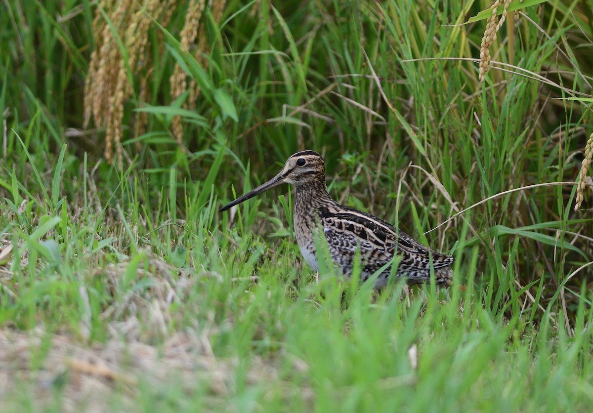 チュウジシギ - ML645636070