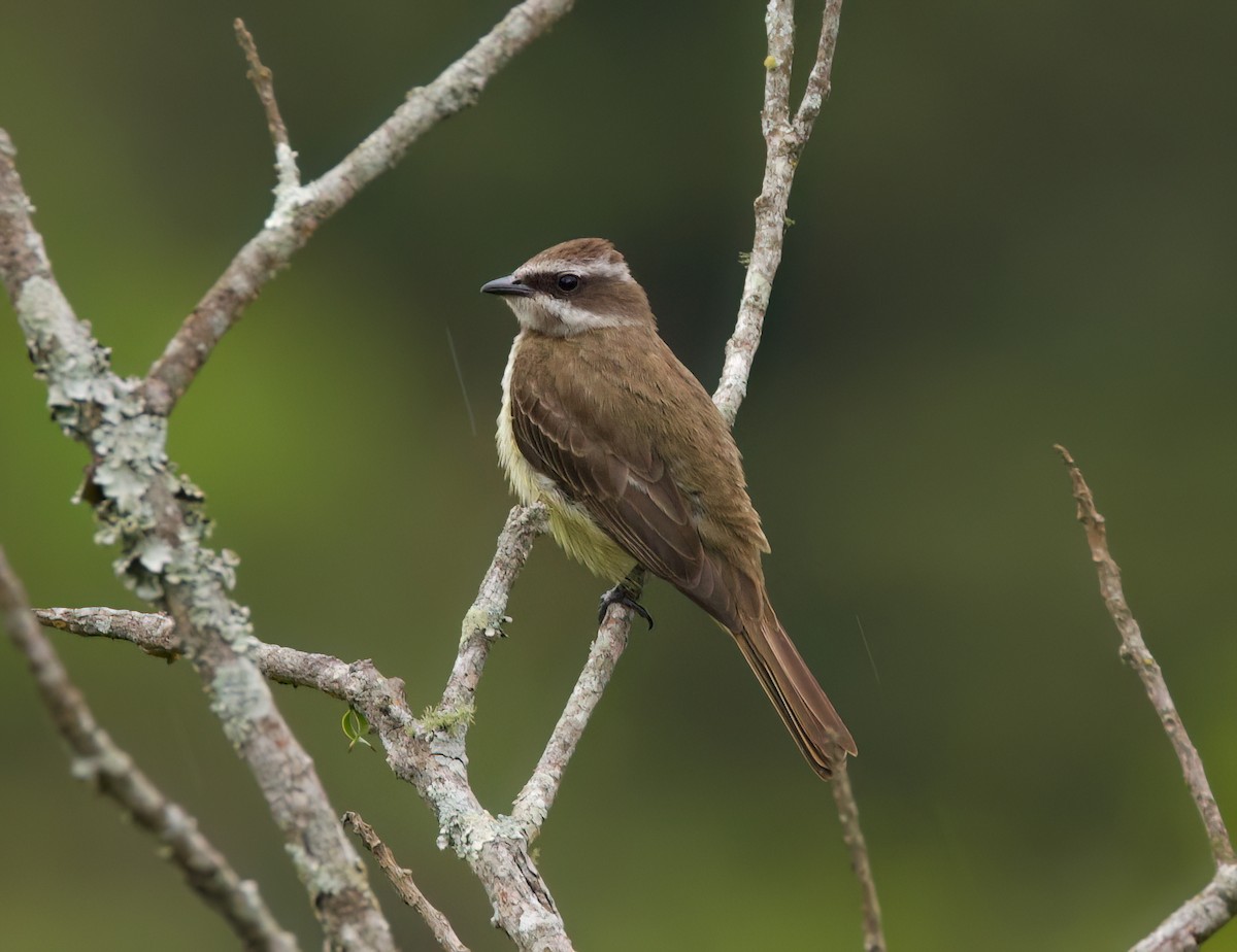 ホオジロタイランチョウ - ML645636071