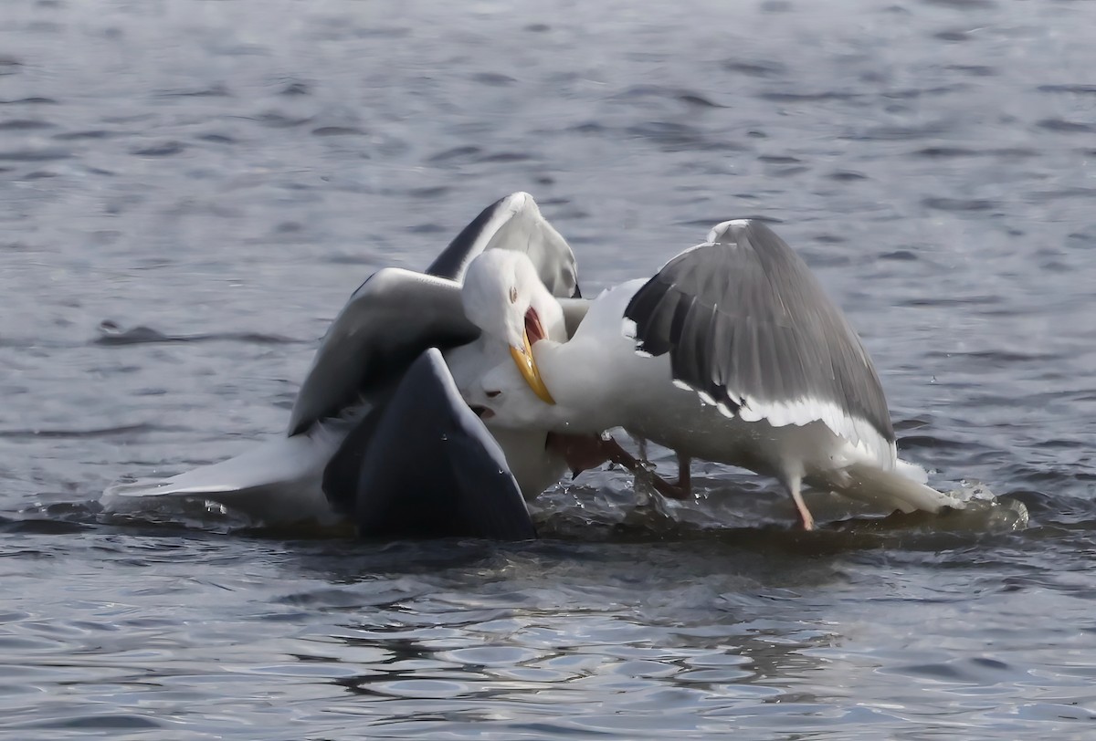 アメリカオオセグロカモメ - ML645636076