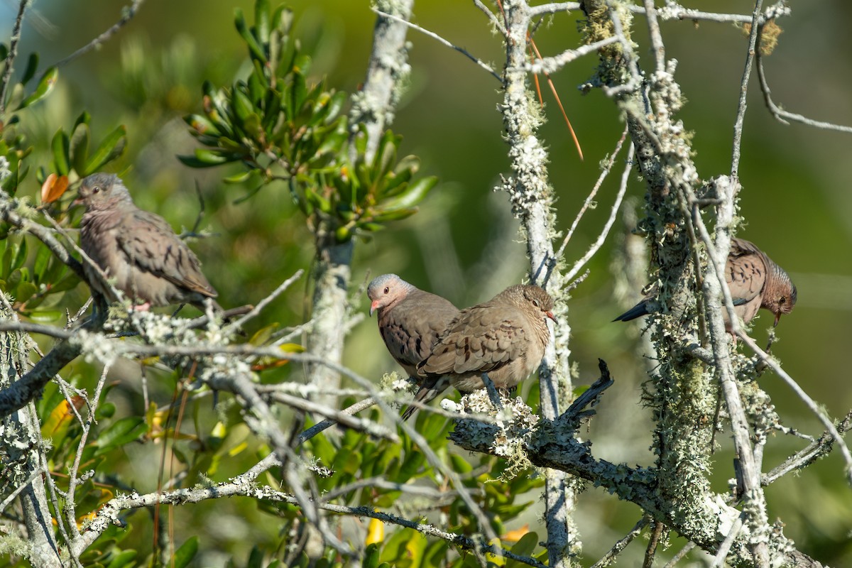 スズメバト - ML645636078