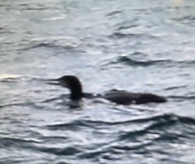 ハシグロアビ - ML645636082