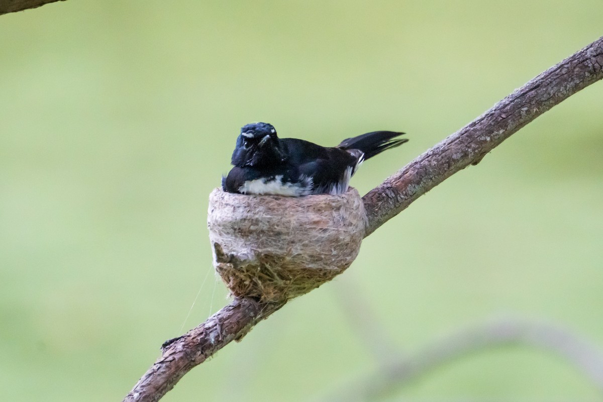 ヨコフリオウギビタキ - ML645636083