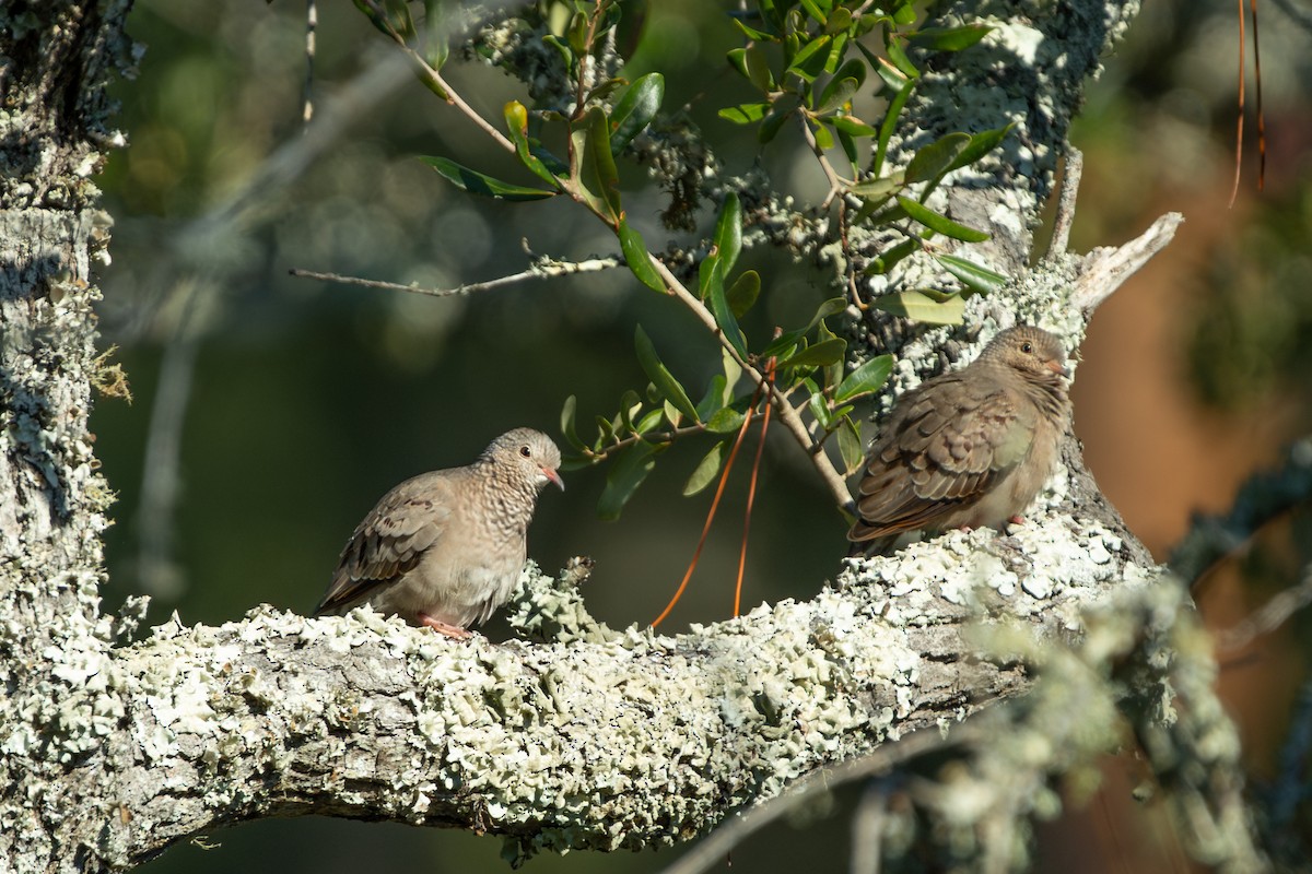スズメバト - ML645636084