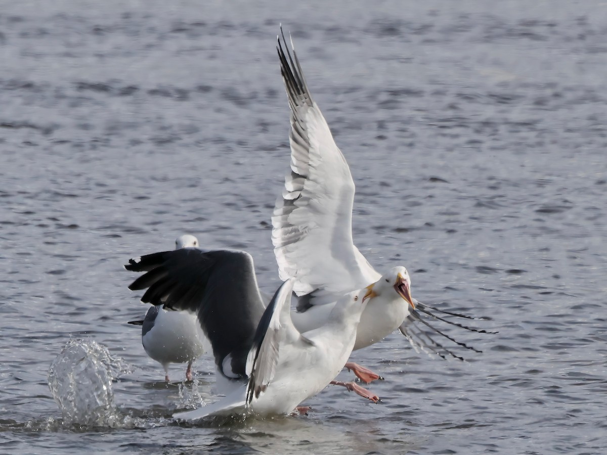 アメリカオオセグロカモメ - ML645636086