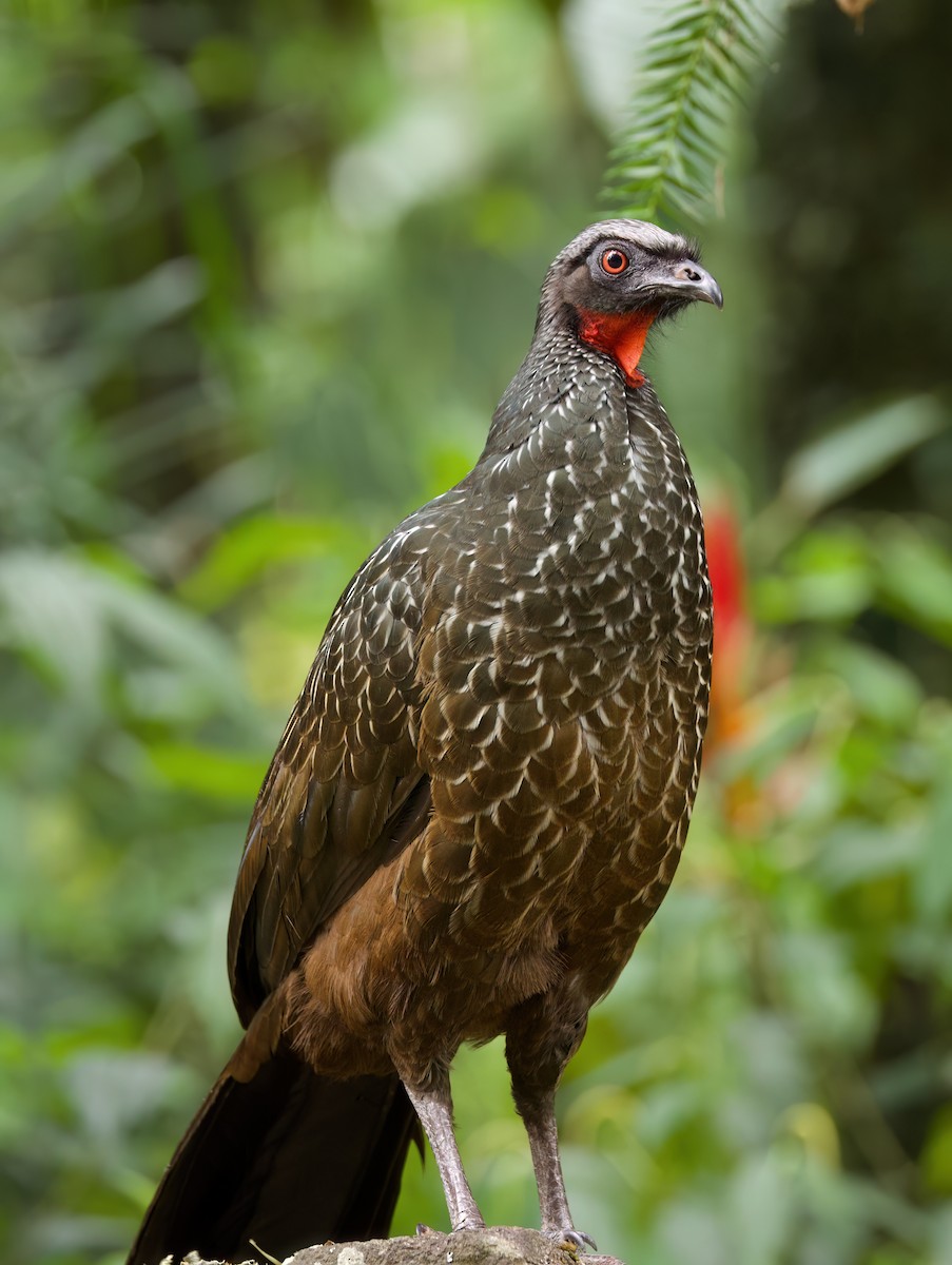 クロアシシャクケイ - ML645636091