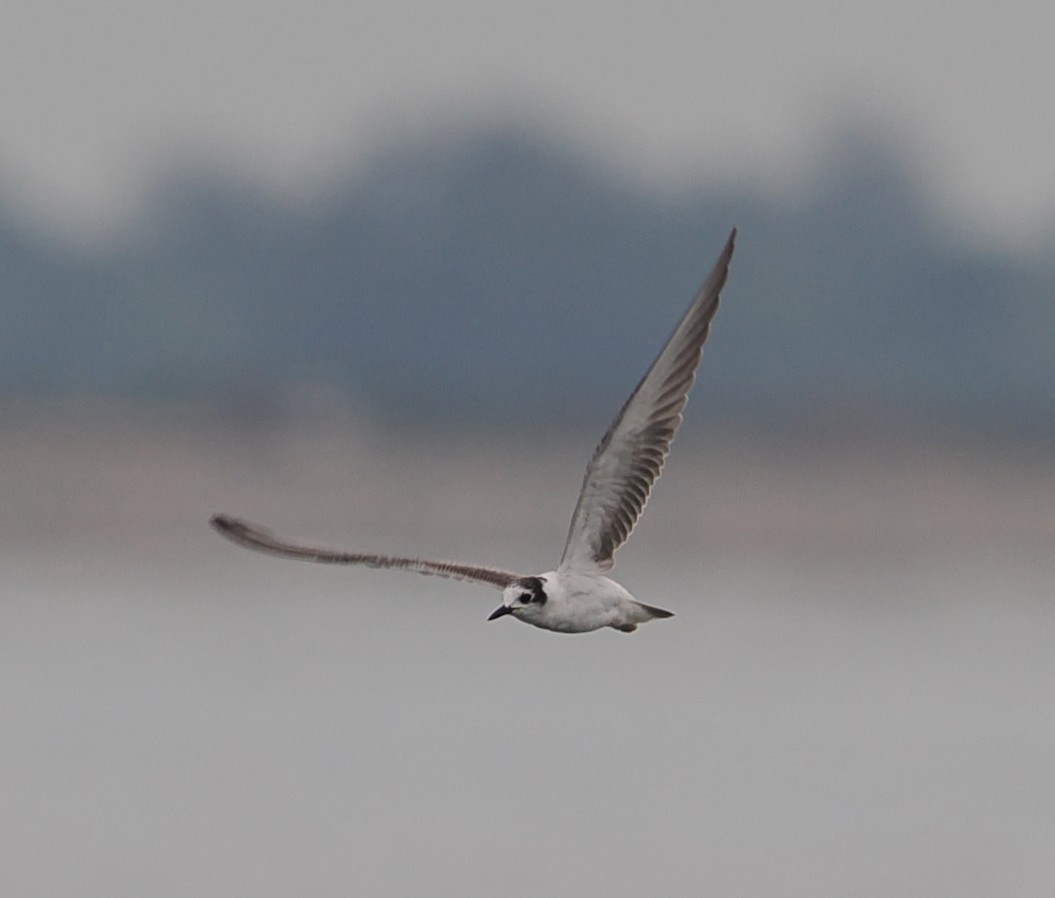 ハジロクロハラアジサシ - ML645636093