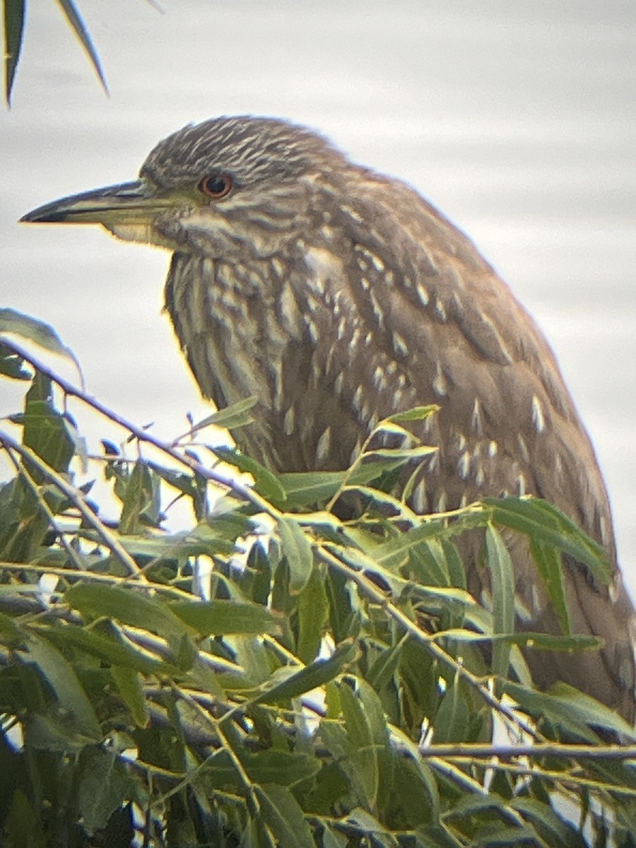 ゴイサギ - ML645636095