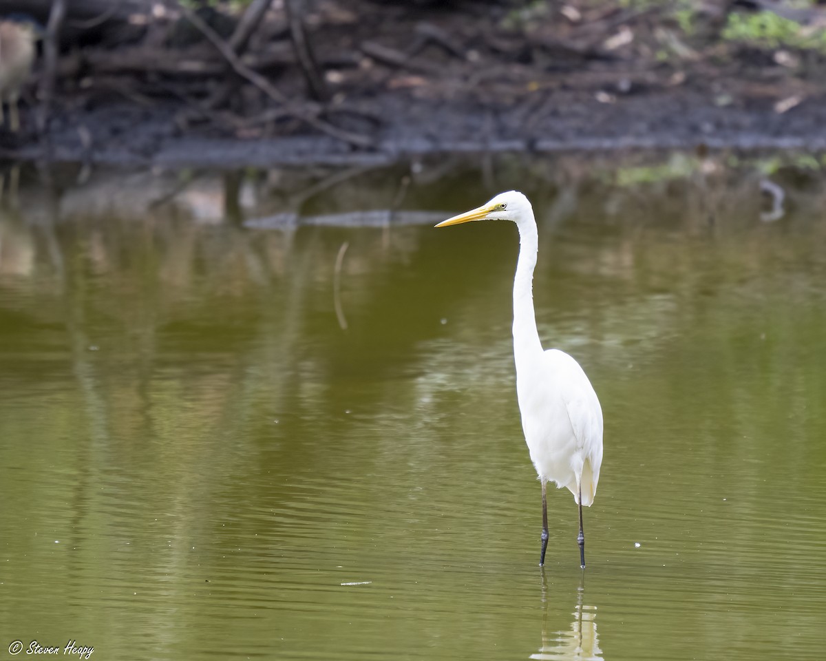 Great Egret - ML645636096