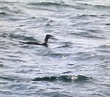 Red-throated Loon - ML645636097