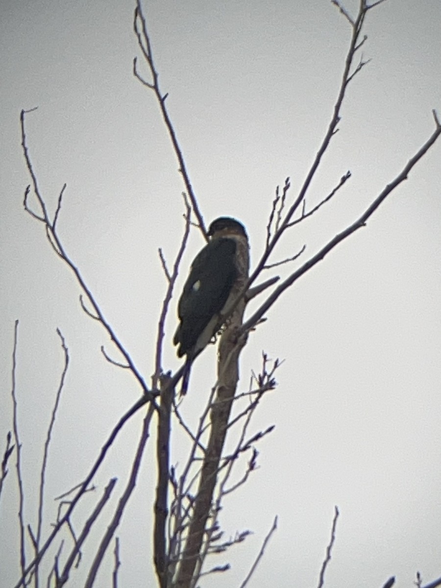 Sharp-shinned Hawk - ML645636130