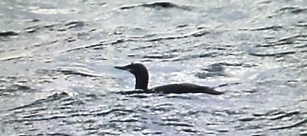 Red-throated Loon - ML645636134