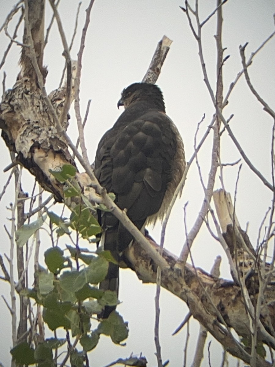 Cooper's Hawk - ML645636135