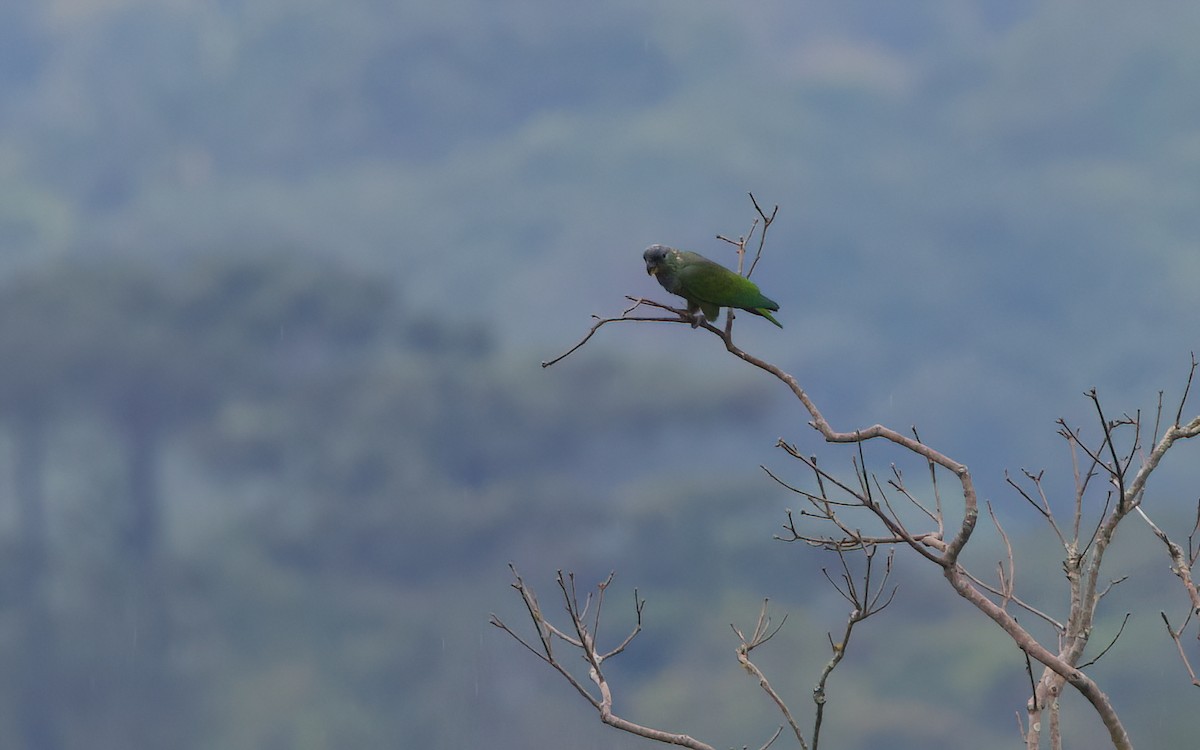 Scaly-headed Parrot - ML645636143