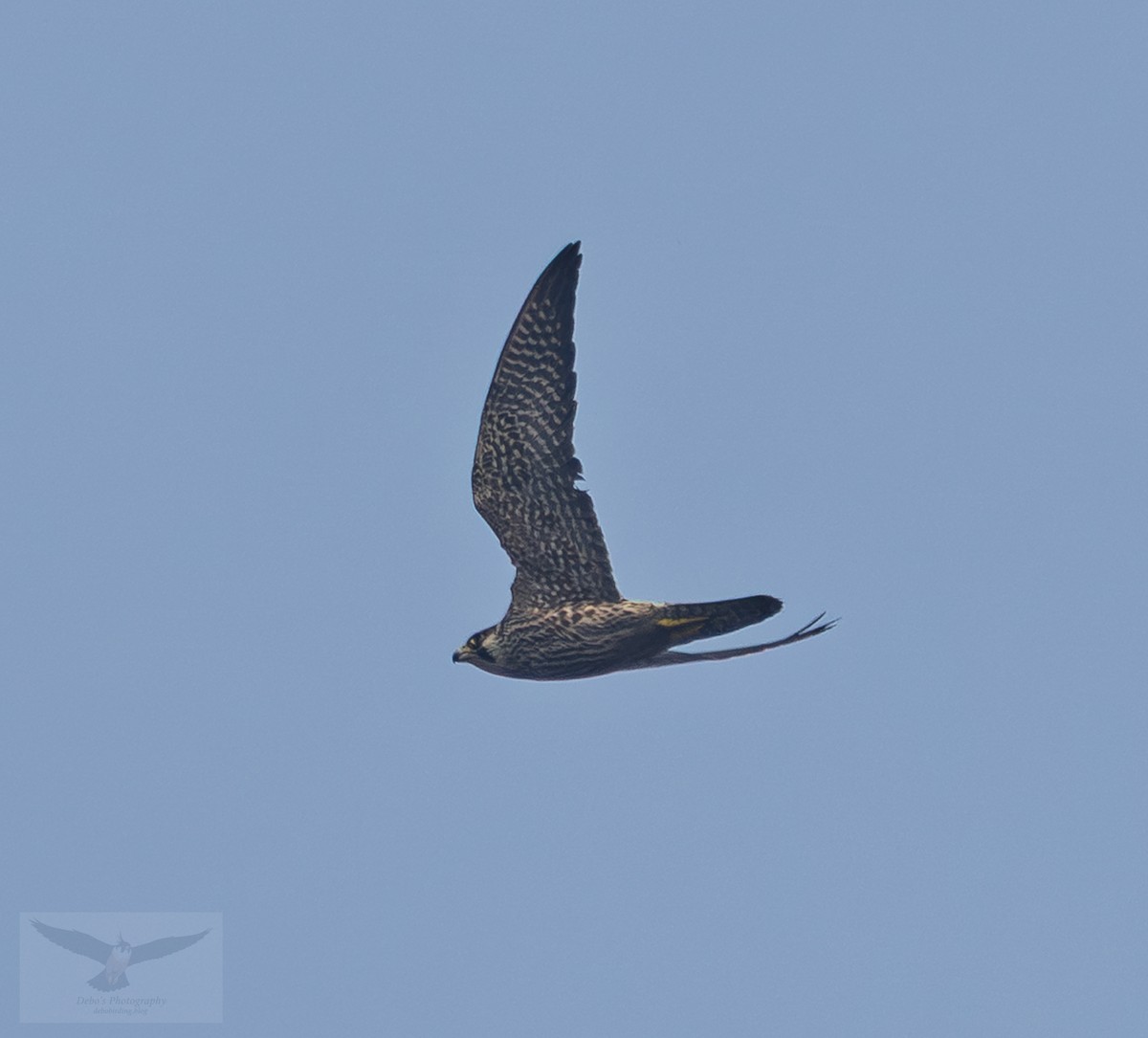 Peregrine Falcon (Tundra) - ML645636144