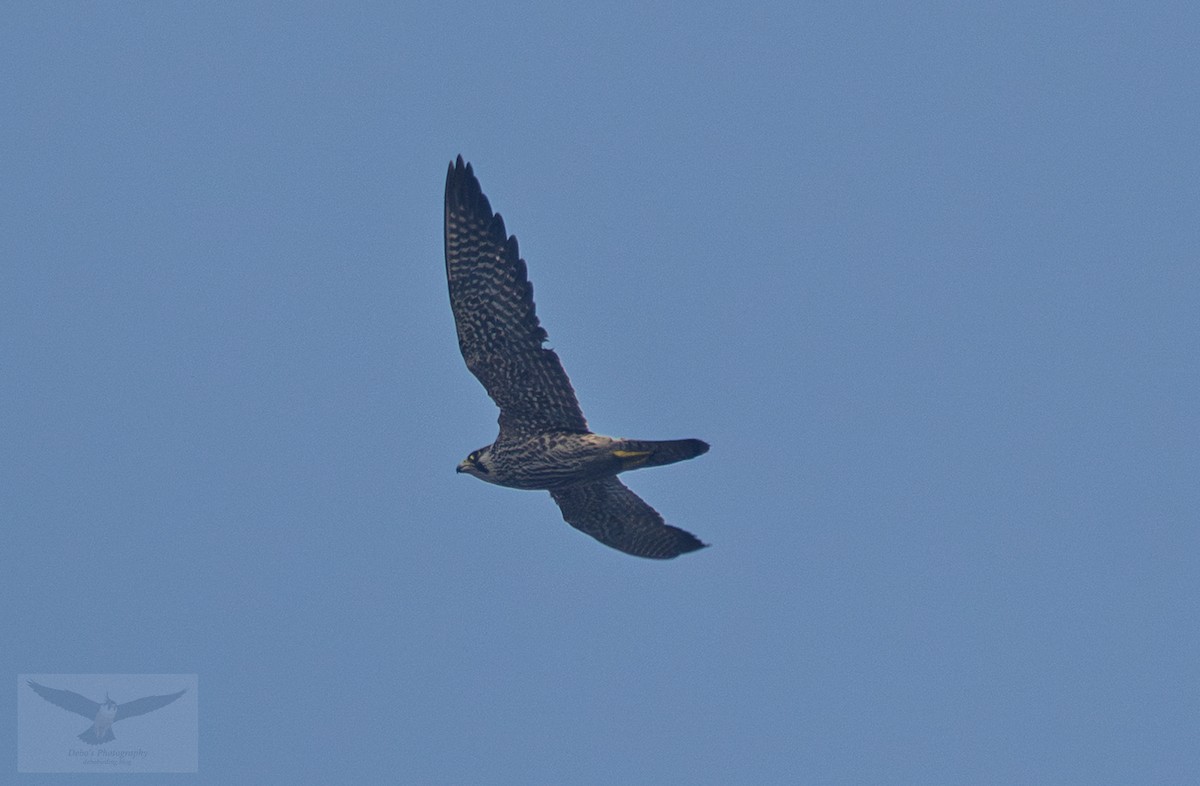 Peregrine Falcon (Tundra) - ML645636145