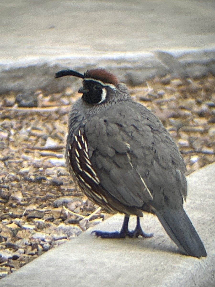 Gambel's Quail - ML645636155