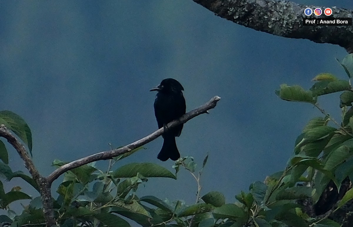 Hair-crested Drongo - ML645636156