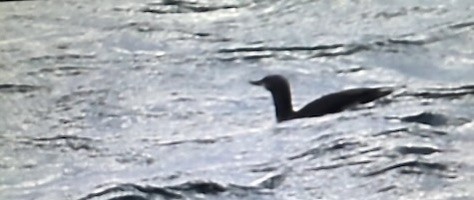 Red-throated Loon - ML645636163