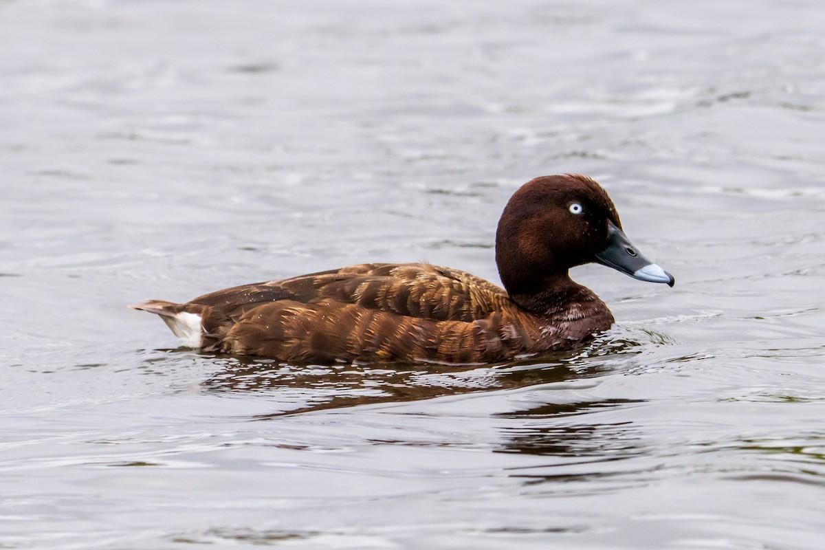 Tasmanmoorente - ML645636173