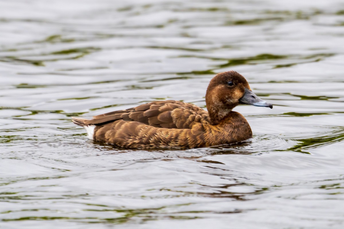 Tasmanmoorente - ML645636174