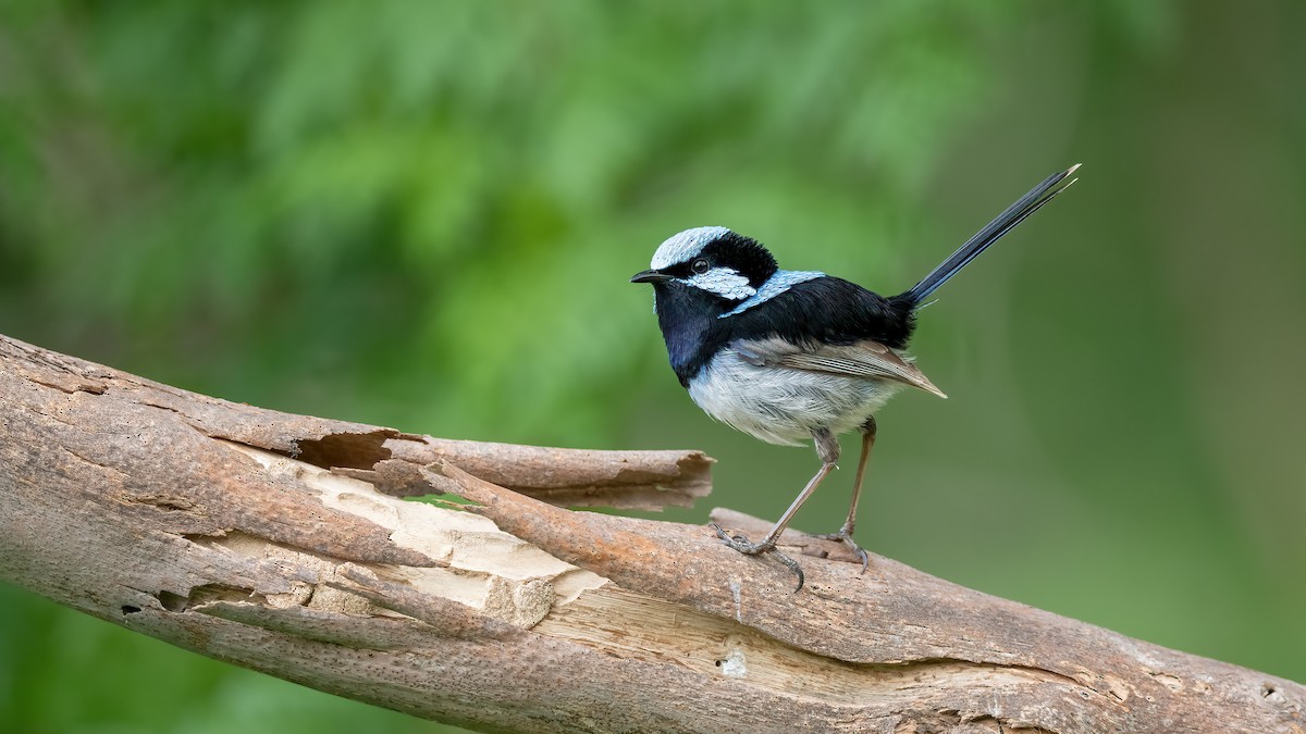 Superb Fairywren - ML645636188