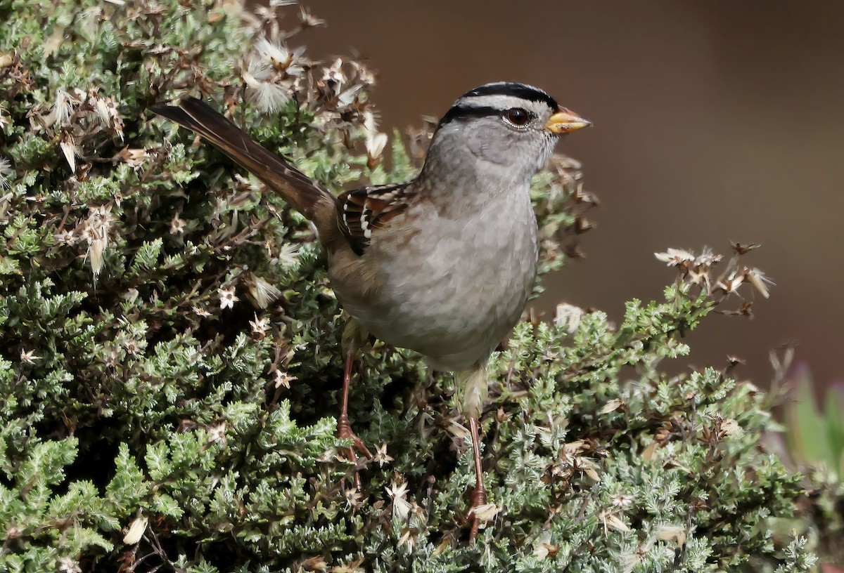White-crowned Sparrow - ML645636193