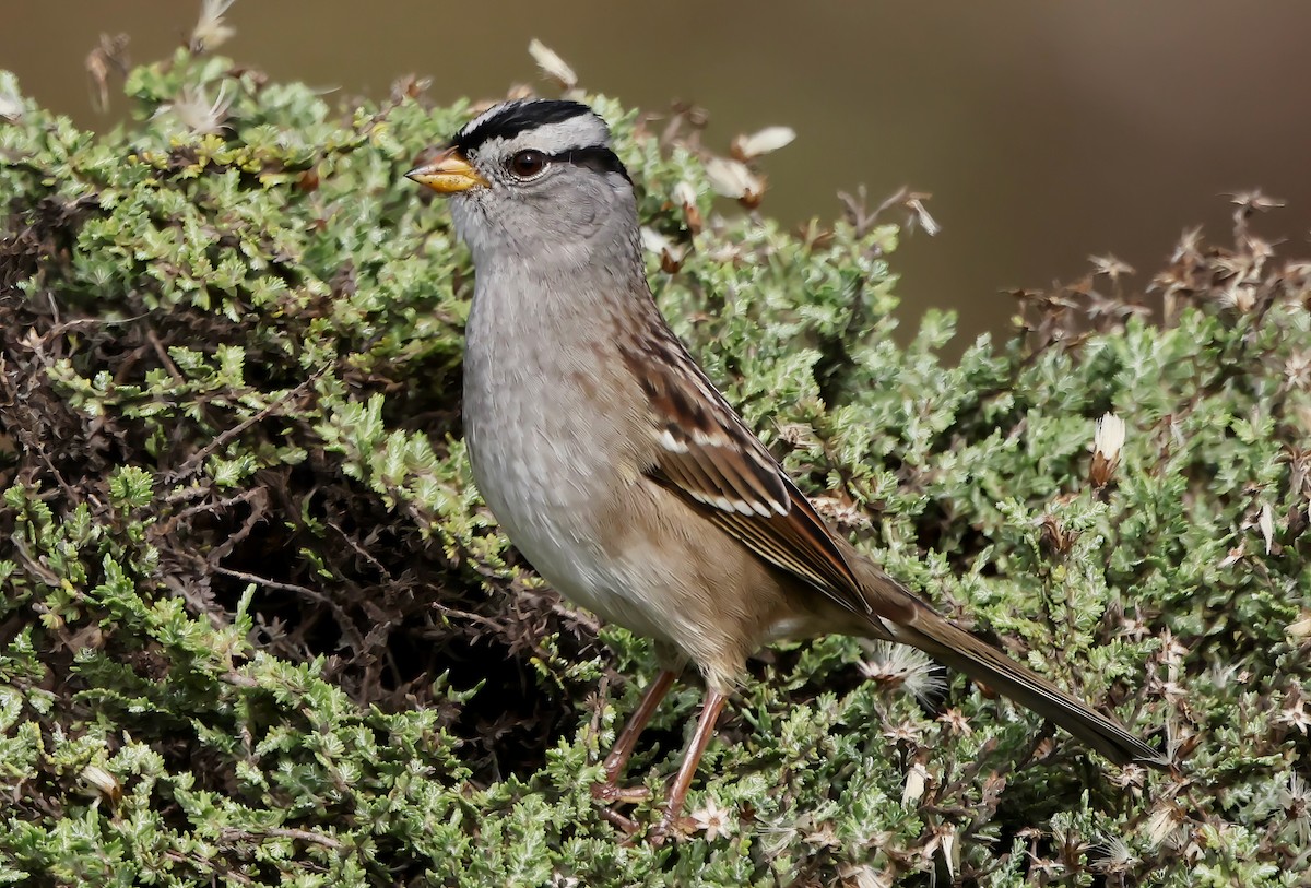 White-crowned Sparrow - ML645636197
