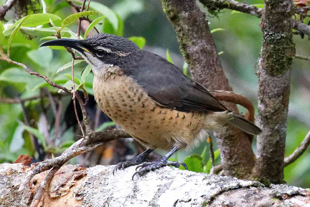 Paradisier de Victoria - ML645636201