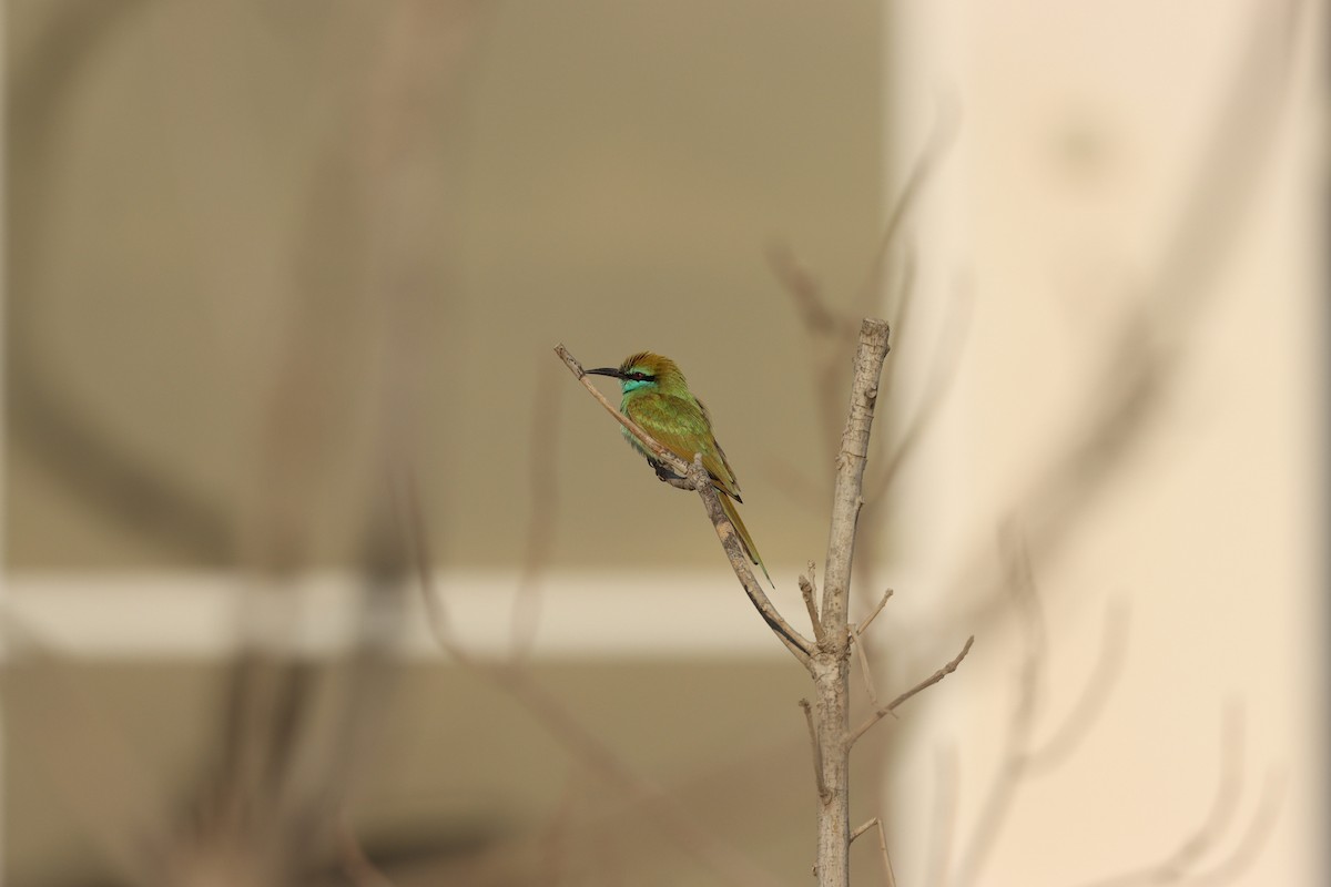 Arabian Green Bee-eater - ML645636216