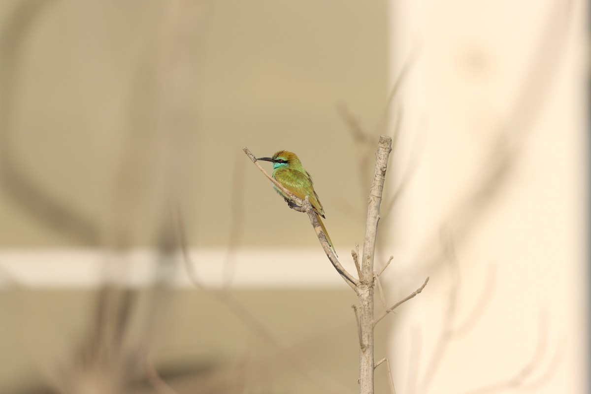 Arabian Green Bee-eater - ML645636217