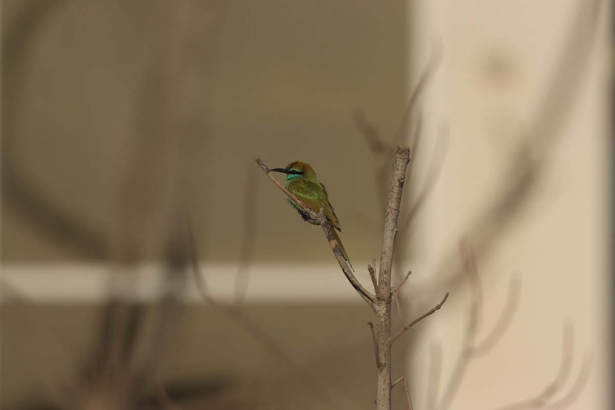 Arabian Green Bee-eater - ML645636218