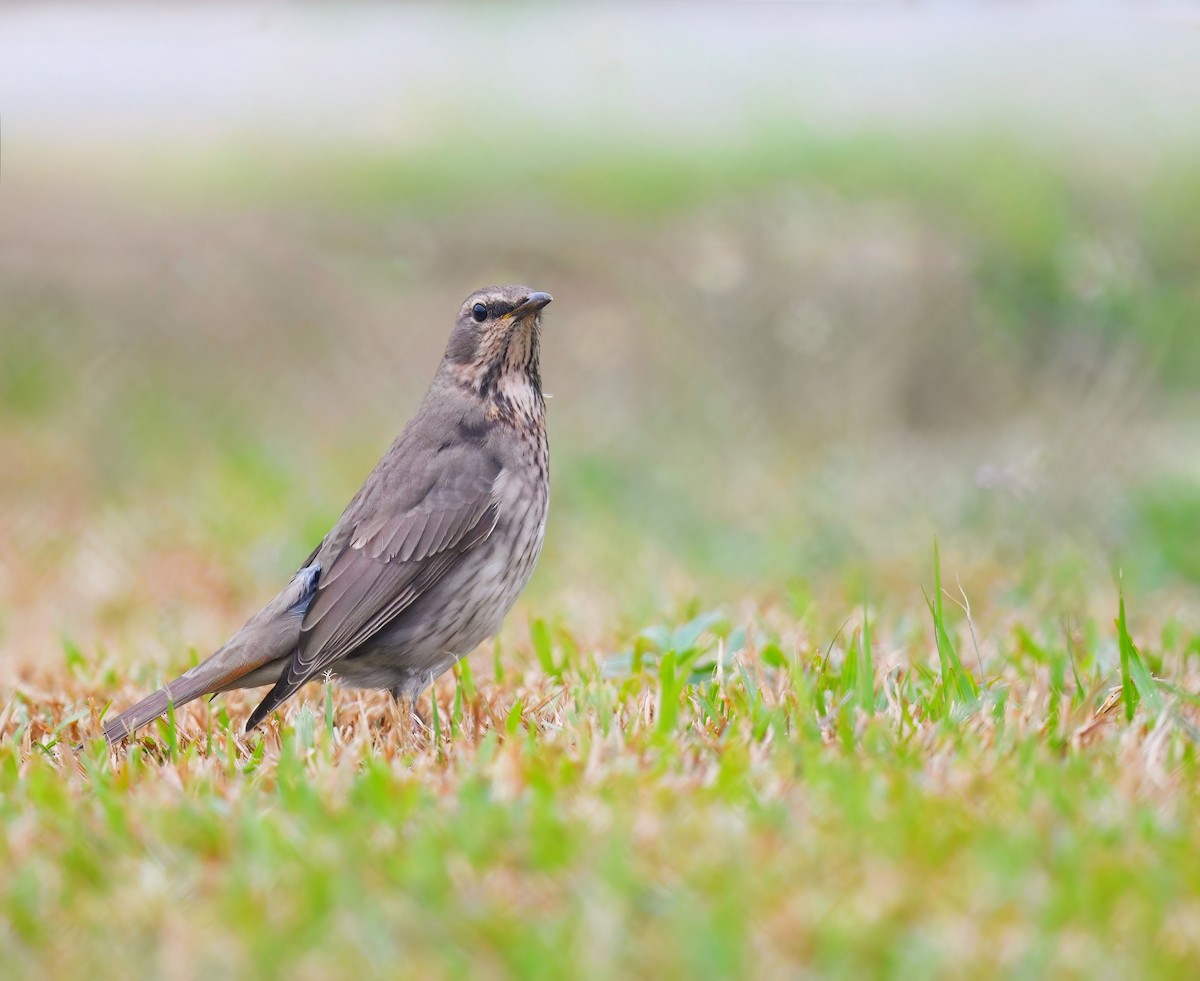 Red-throated Thrush - ML645636232
