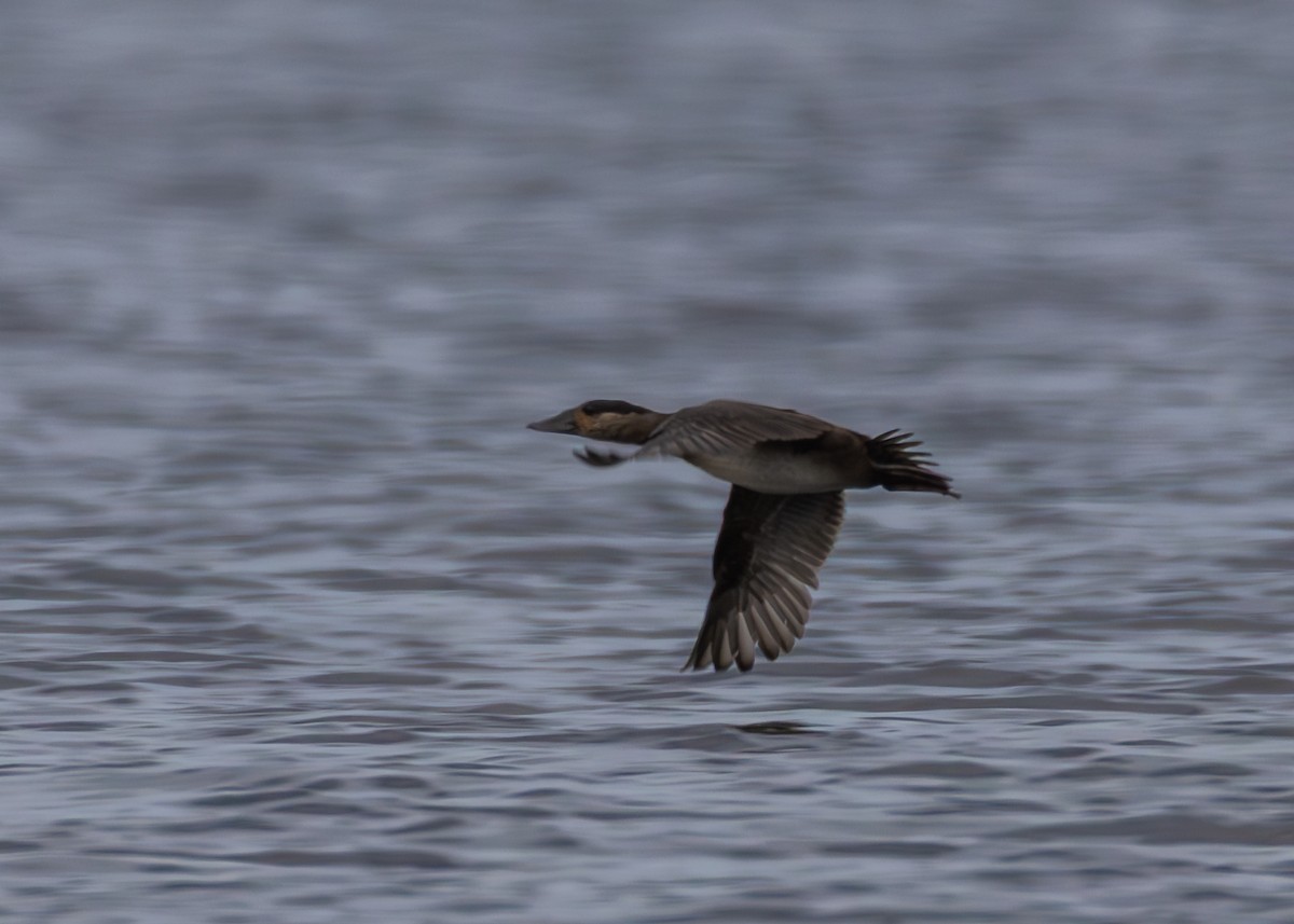 turpan pestrozobý - ML645636239