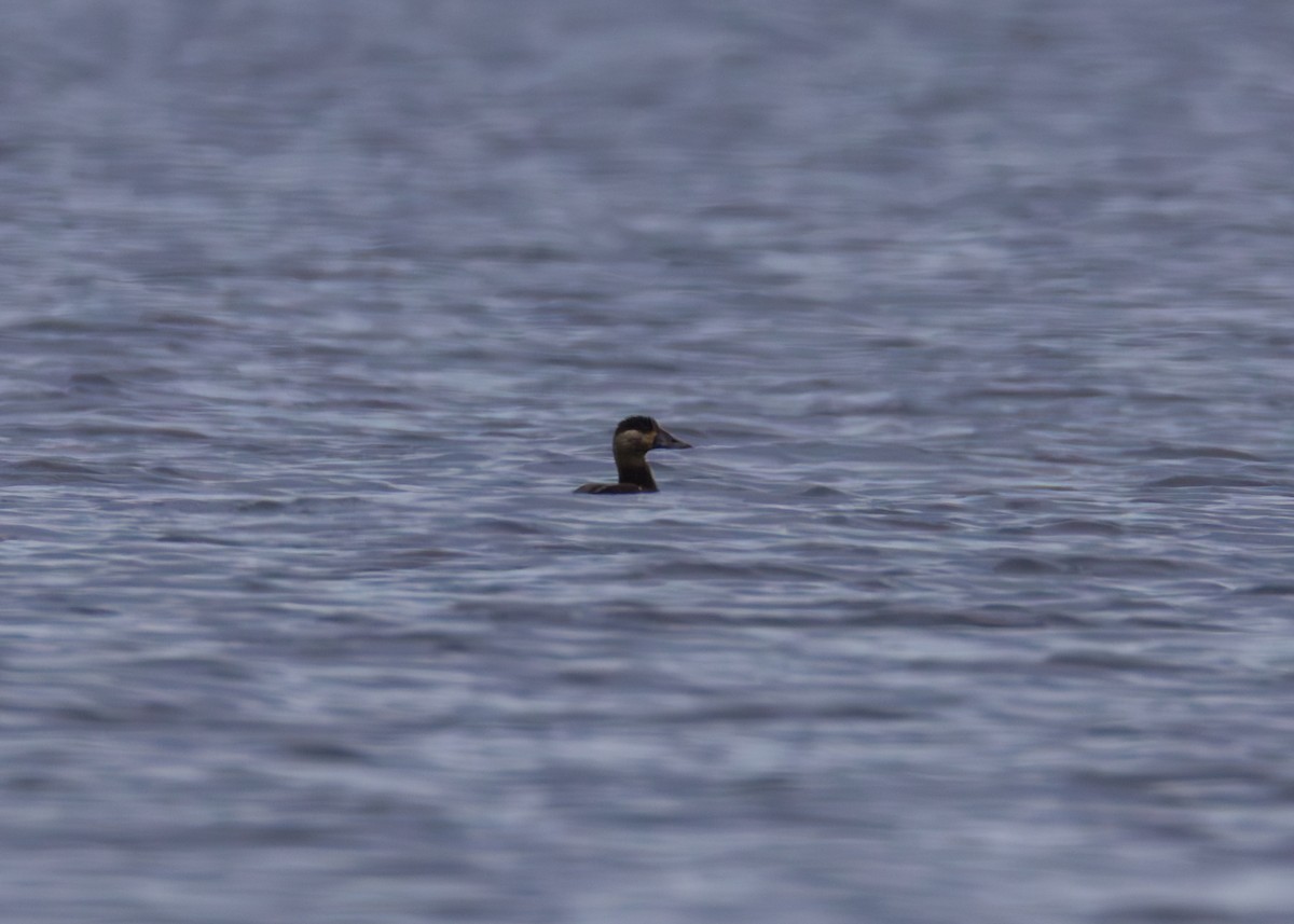 turpan pestrozobý - ML645636240