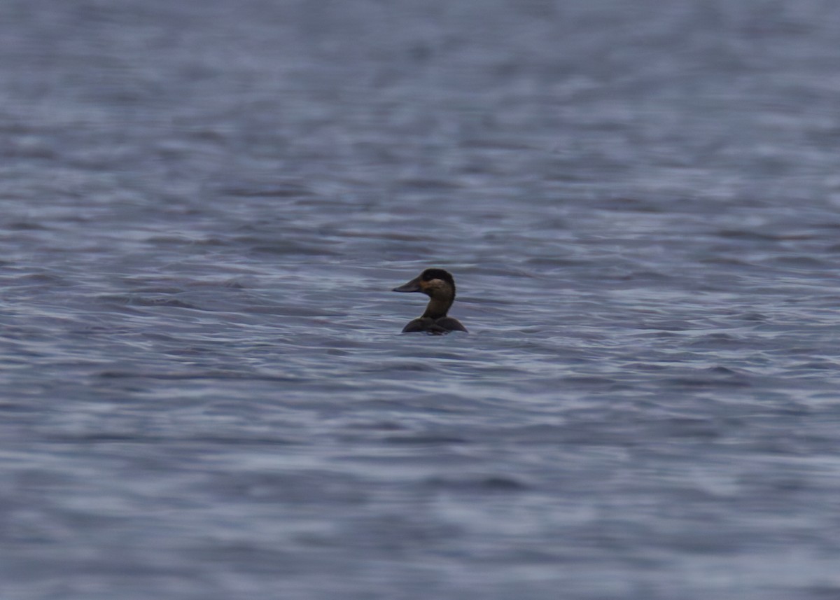 turpan pestrozobý - ML645636241