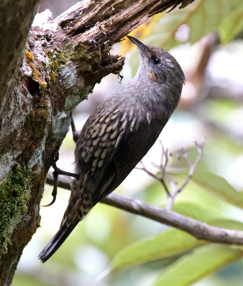 Échelet leucophée (minor) - ML645636252