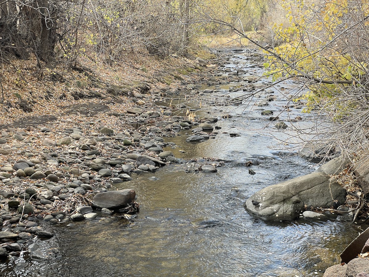 Ur-zozo iparramerikarra - ML645636256