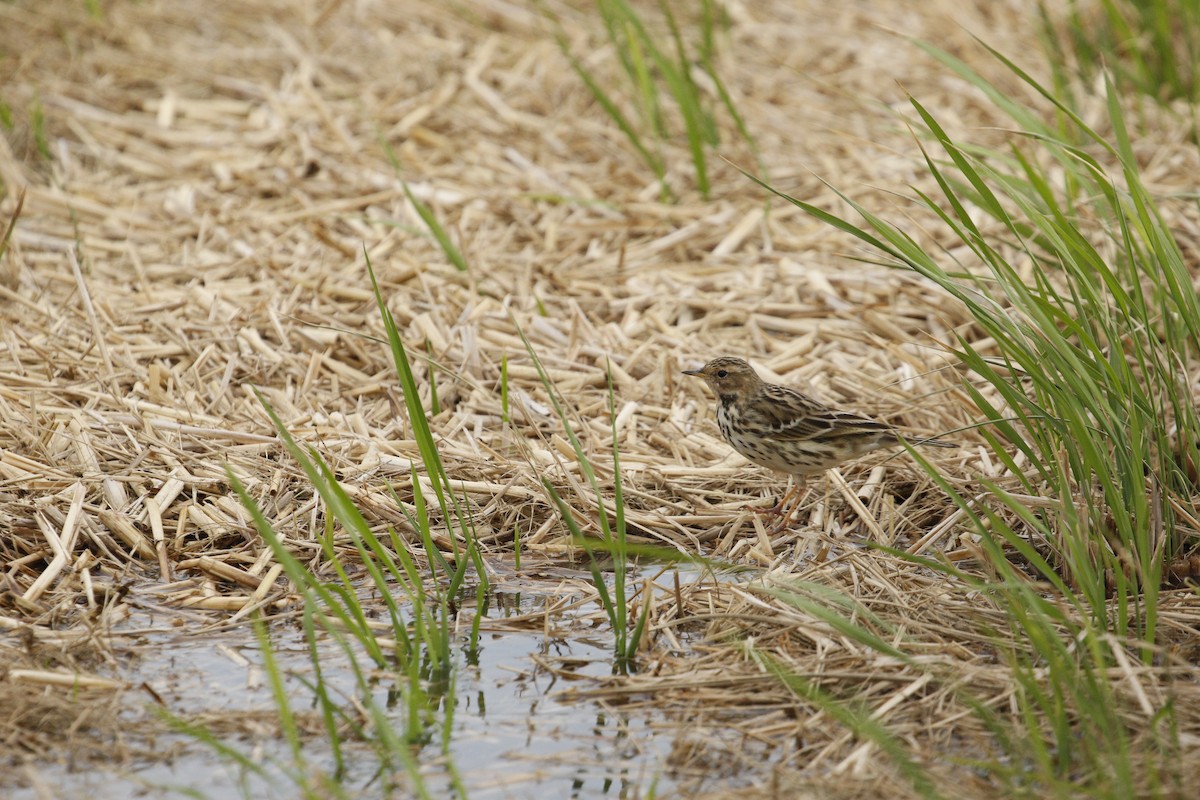 Red-throated Pipit - ML645636269